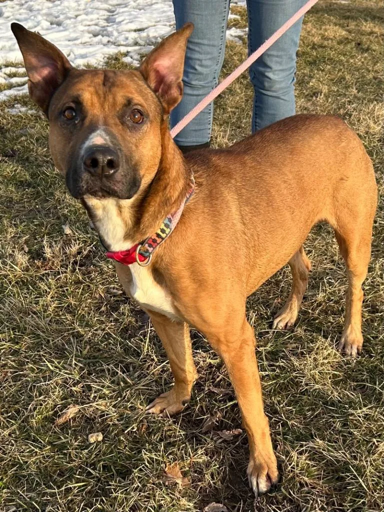 An adult large-sized male Shepherd dog named Gremlin for adoption in Marion, OH