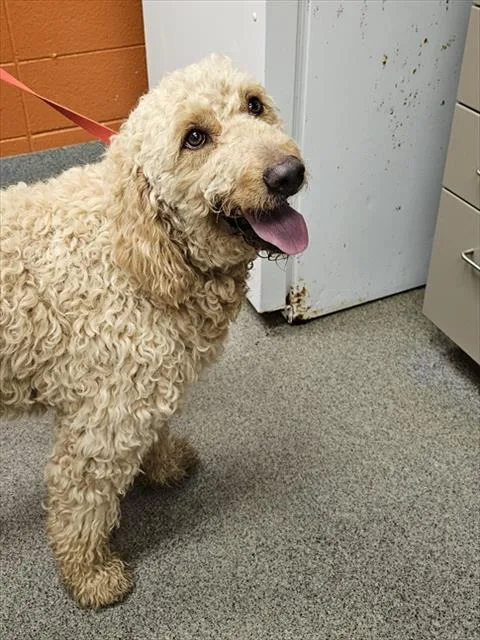A young medium-sized female Poodle dog named Rainy for adoption in Huntsville, AL