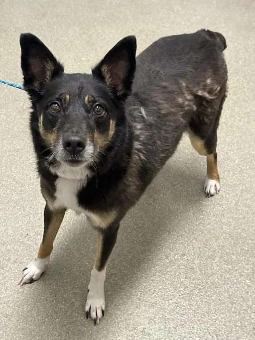 An adult medium-sized female Border Collie dog named Sue for adoption in Las Vegas, NV