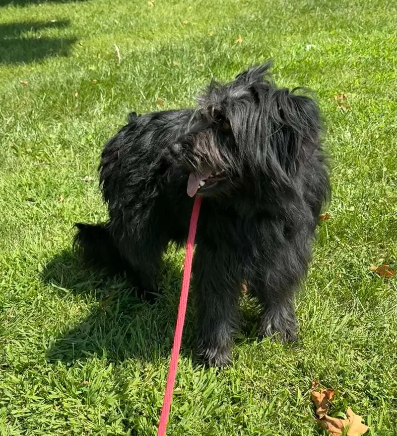 Mitzi thumbnail 2