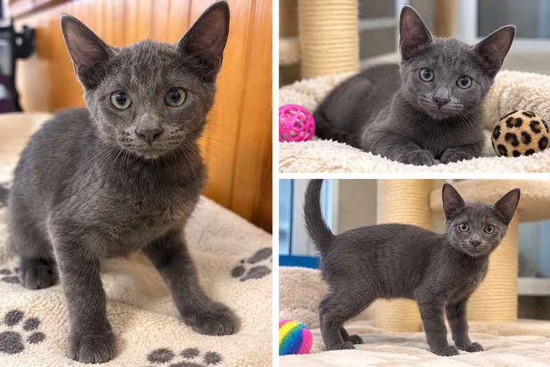 A baby medium-sized female Domestic Short Hair cat named Danika for adoption in Kiln, MS