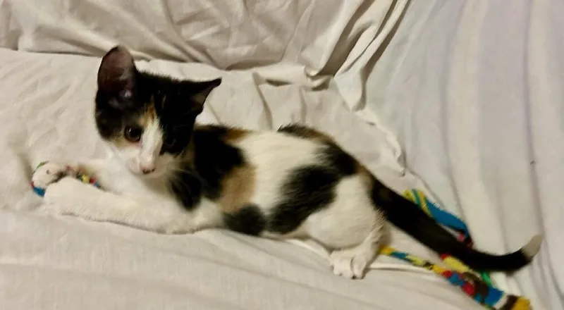 An adult medium-sized female Domestic Short Hair cat named Sydney for adoption in Bossier City, LA