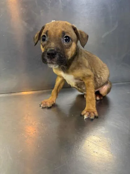 A baby medium-sized male Mixed Breed dog named Bay for adoption in West Chester, PA