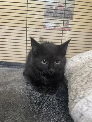 A baby small-sized female Domestic Short Hair cat named Mary Jane for adoption in Pendleton, OR