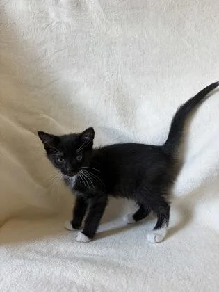 A young medium-sized male Domestic Short Hair cat named Willard for adoption in Buffalo, MN