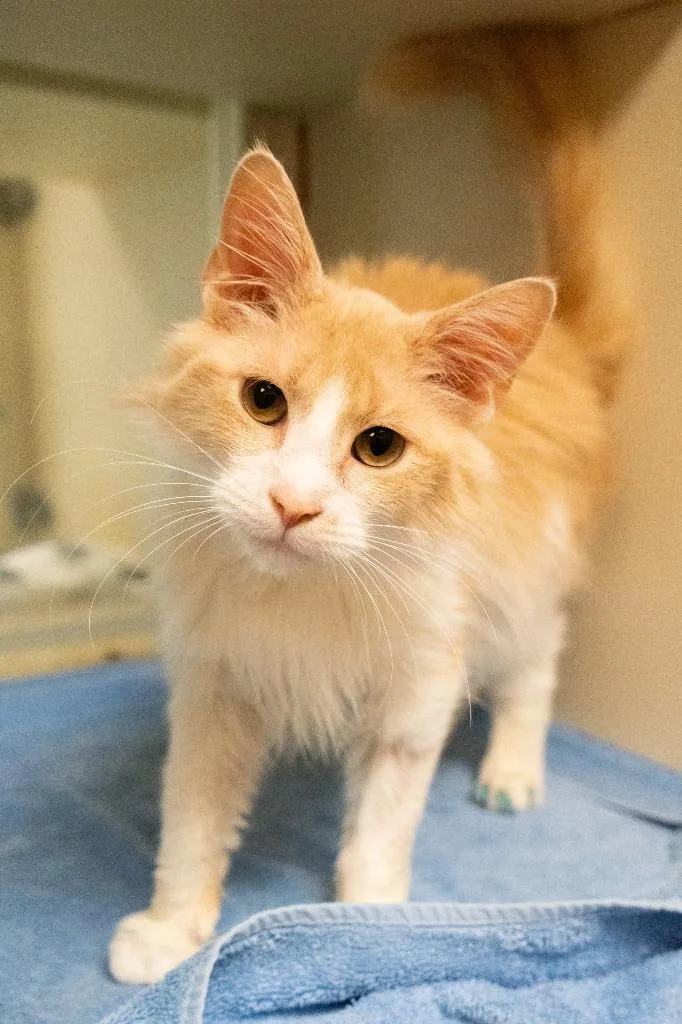 A baby medium-sized male Domestic Long Hair cat named Milo for adoption in Christiansburg, VA