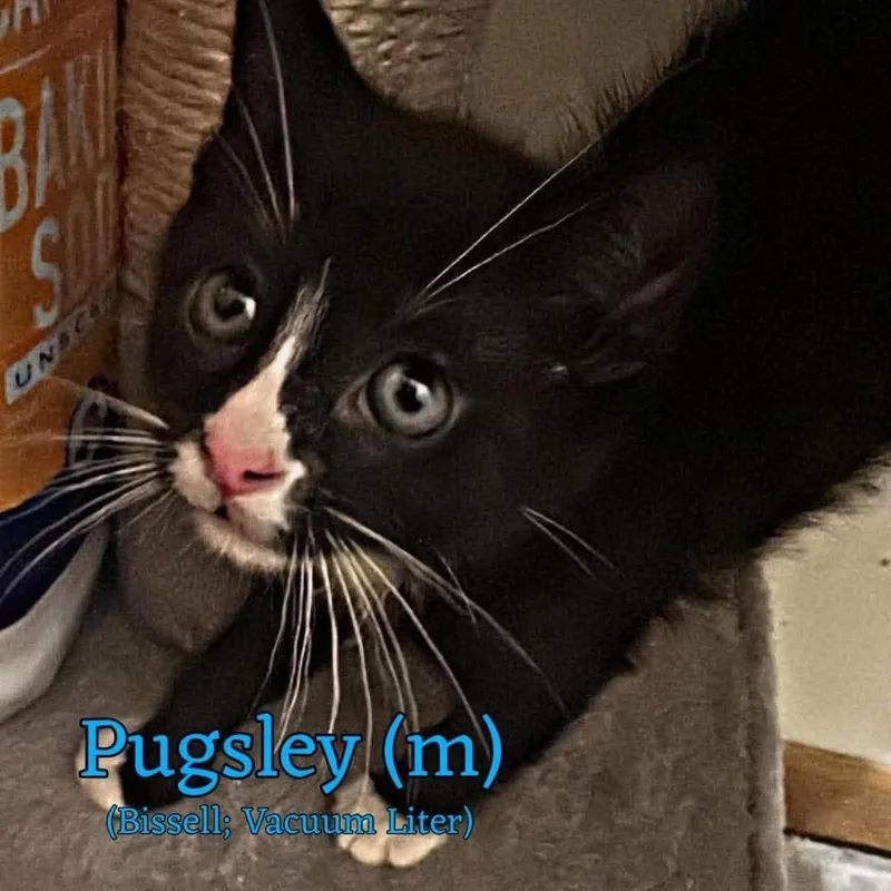 Pugsley