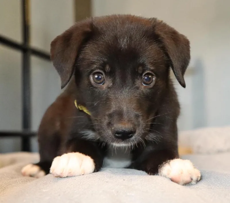 A baby medium-sized female Mixed Breed dog named Azuki for adoption in Mesa, AZ