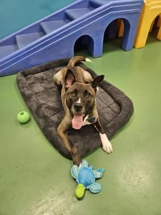 A young large-sized male Belgian Shepherd / Malinois dog named Nikolai for adoption in Westland, MI