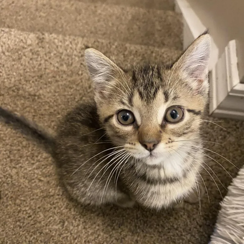 A baby small-sized male Gray / Blue / Silver American Shorthair cat named Quincy for adoption in Pittsburg, KS