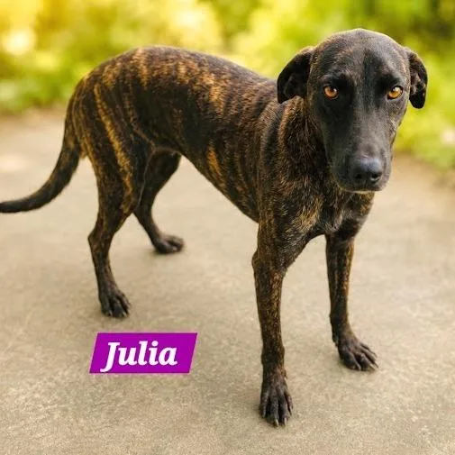 Julia thumbnail 2