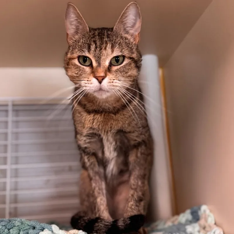An adult medium-sized female Brown / Chocolate Domestic Short Hair cat named Princess for adoption in Wilmington, DE