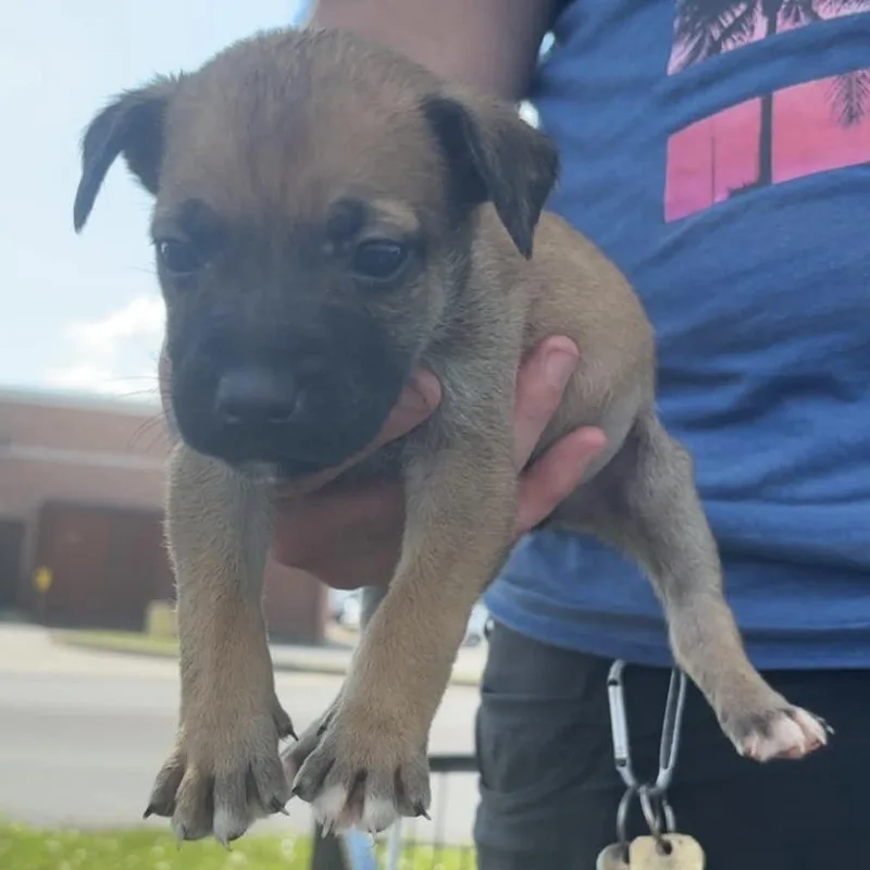WV Puppy Tommy
