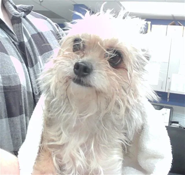 An adult small-sized female Yorkshire Terrier dog named Penny for adoption in Omaha, NE
