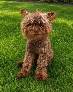 A senior medium-sized female Poodle dog named Kiwi [COMING SOON} for adoption in Nashville, TN