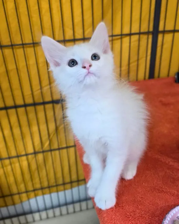 A baby small-sized male Domestic Medium Hair cat named Blanco for adoption in Novato, CA