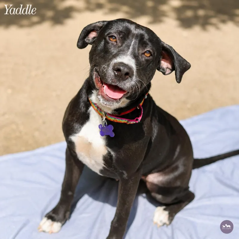A young medium-sized female Black Mixed Breed dog named Yaddle for adoption in Hopkinton, MA