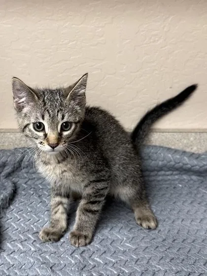 A young small-sized male Domestic Short Hair cat named Simba for adoption in Phoenix, AZ
