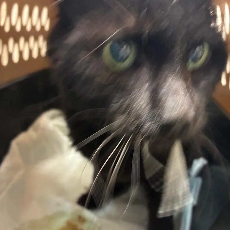 A senior medium-sized male Black Domestic Medium Hair cat named Hyde for adoption in Harrisonburg, VA