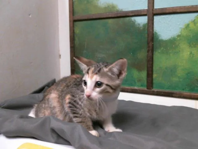 A baby small-sized female Domestic Short Hair cat named Bessie for adoption in Houston, TX