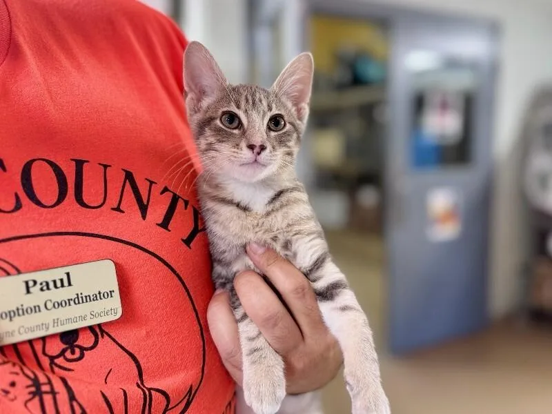 A young medium-sized male Domestic Short Hair cat named Calamari for adoption in Wooster, OH