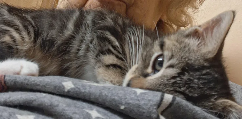 A baby medium-sized male Tabby cat named Rooney for adoption in Wayne, NJ