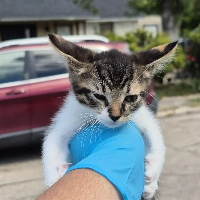 A baby small-sized female Domestic Short Hair cat named Daisy for adoption in San Antonio, TX