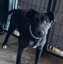 A baby medium-sized female Mixed Breed dog named Zebra for adoption in West Chester, PA