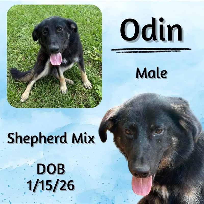 A baby medium-sized male Black German Shepherd Dog dog named Odin for adoption in Caldwell, TX