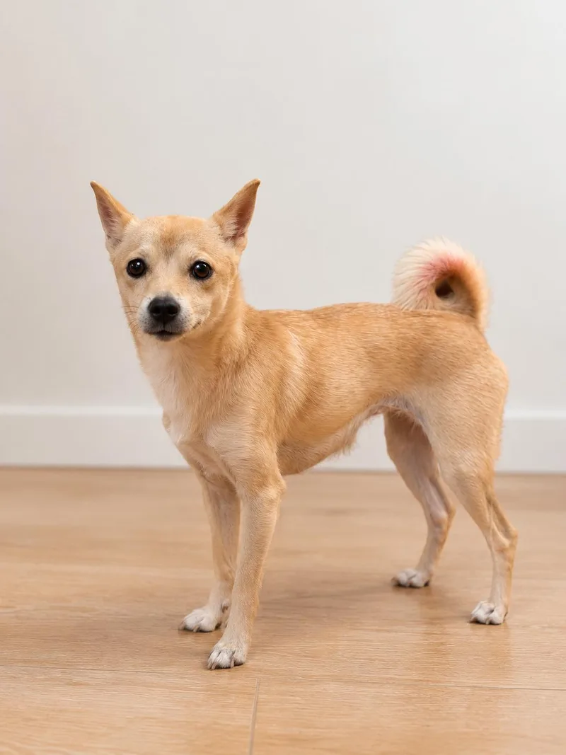 An adult small-sized female Shiba Inu dog named Roxy for adoption in Corona, CA