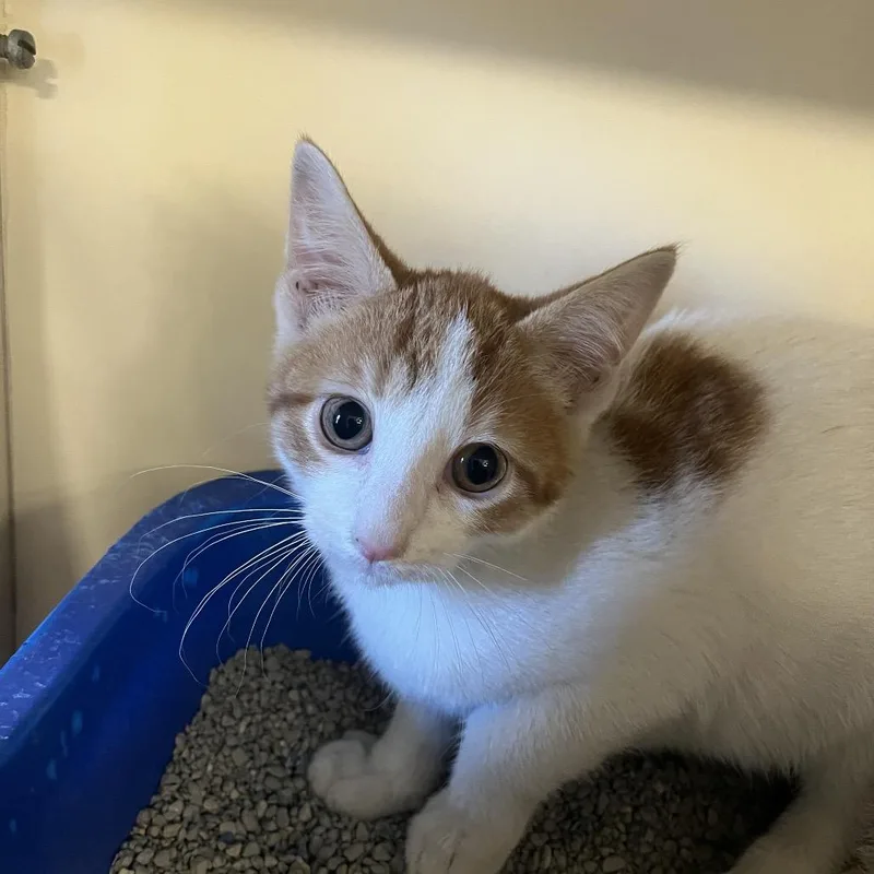 A baby small-sized male White Domestic Short Hair cat named Moon for adoption in Hinsdale, IL