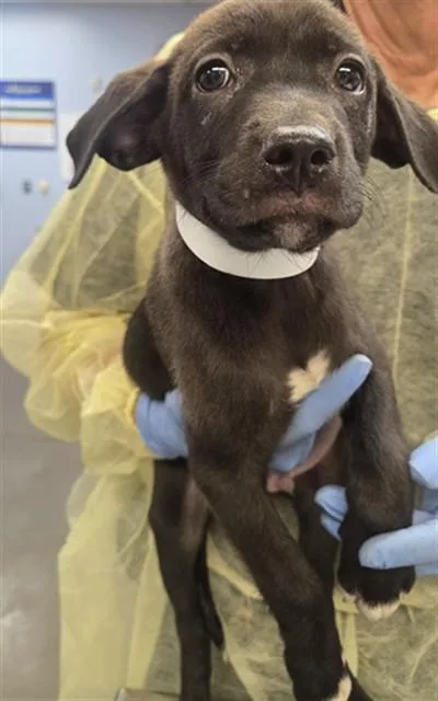 A baby small-sized male Labrador Retriever dog named Bread for adoption in Phoenix, AZ