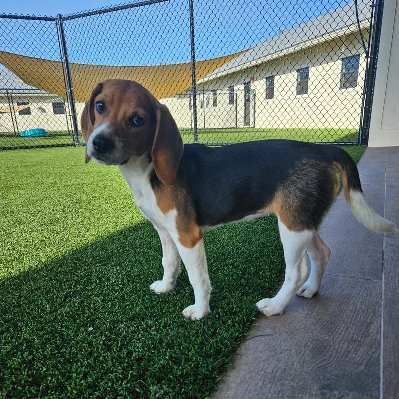 A baby small-sized female Yellow / Tan / Blond / Fawn Beagle dog named EGG aka Penny for adoption in LOXAHATCHEE, FL