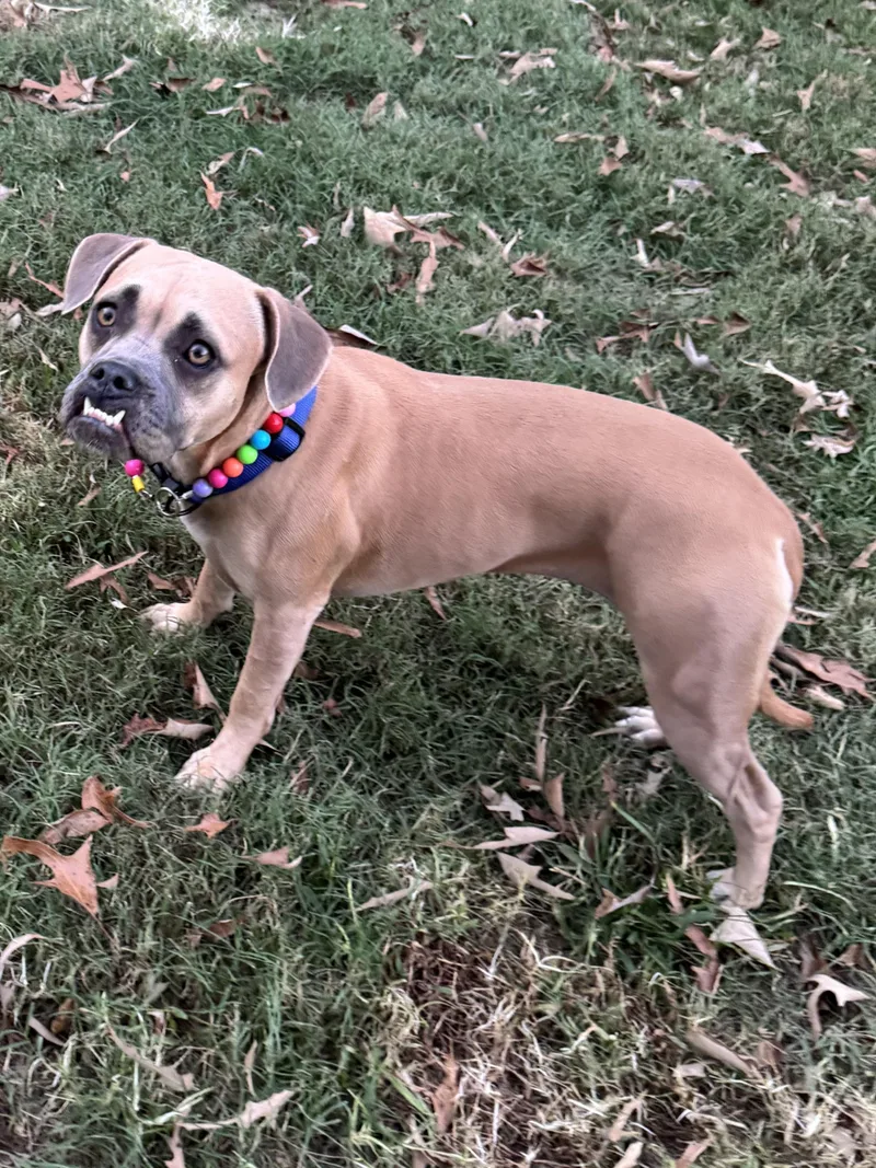 A young medium-sized female Yellow / Tan / Blond / Fawn Boxer dog named Baby Martini for adoption in Alexandria, LA