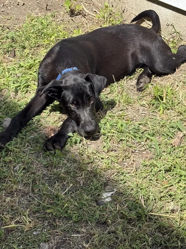 A baby medium-sized male Black Labradoodle dog named Hamm for adoption in South Bend, IN