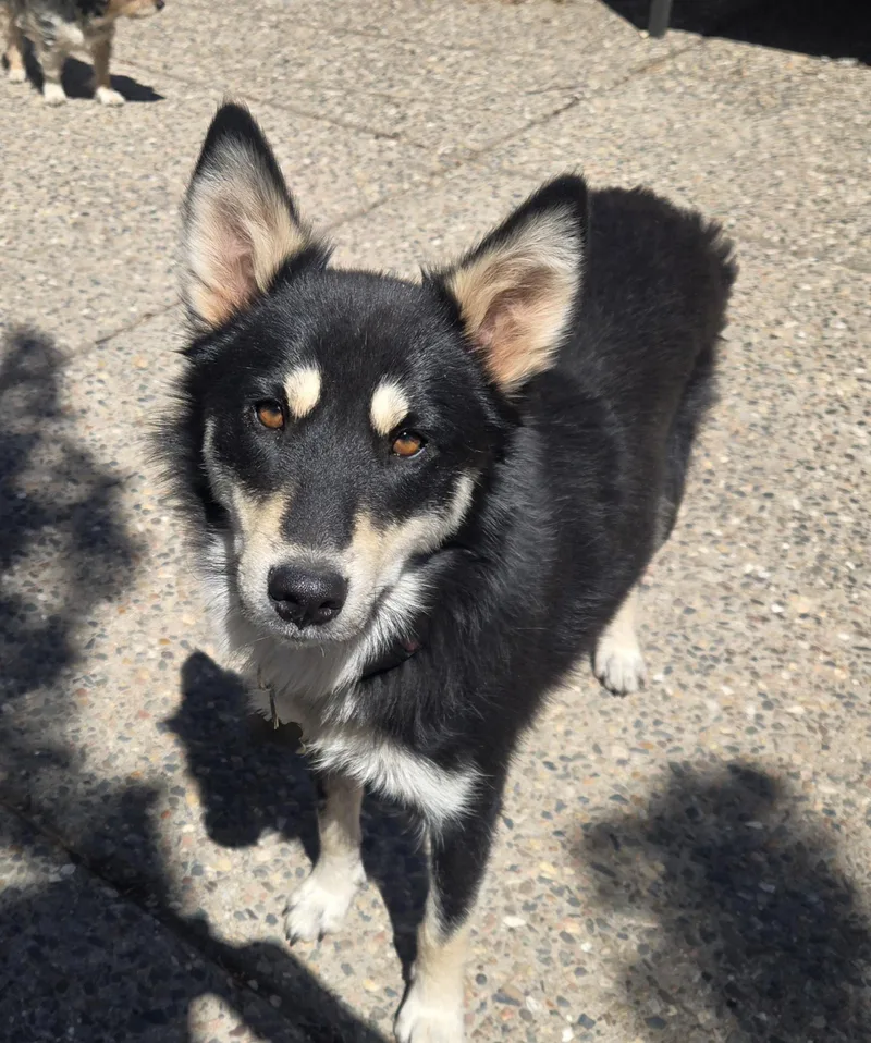 A young medium-sized female Black Husky dog named Huskatina for adoption in Chinle, AZ