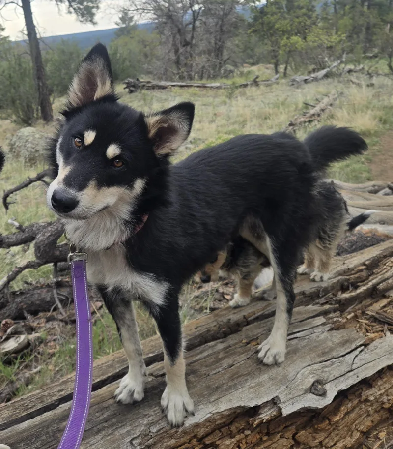 Huskatina thumbnail 2