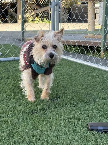 An adult small-sized male Terrier dog named Scotty for adoption in Vallejo, CA
