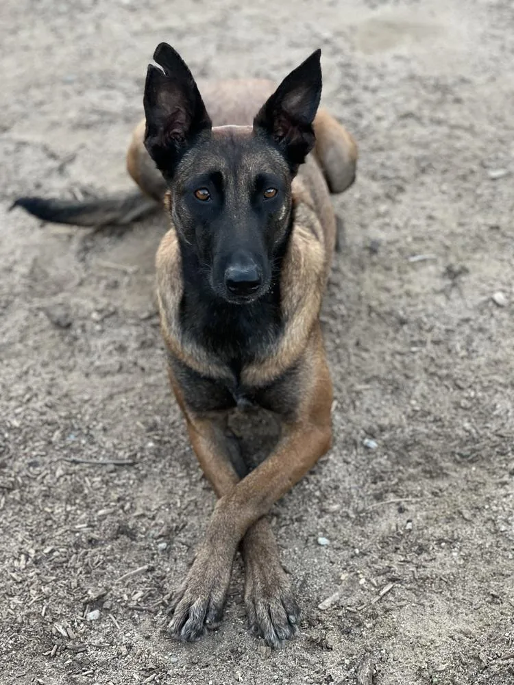 A young medium-sized female Apricot / Beige Belgian Shepherd / Malinois dog named Indy for adoption in Mira Loma, CA