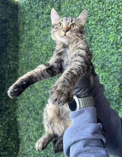 An adult small-sized male Brown / Chocolate Domestic Short Hair cat named Brutus for adoption in El Paso, TX
