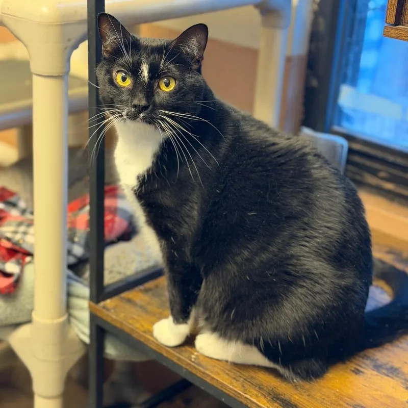 Peekachoo thumbnail 2