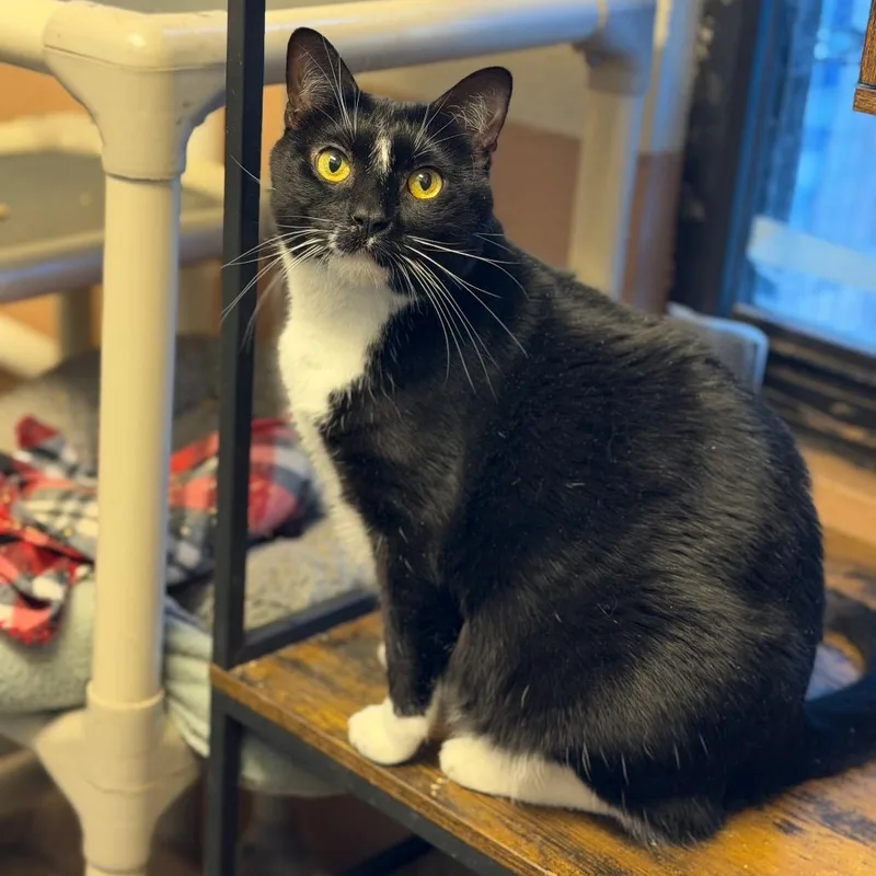 Peekachoo thumbnail 3