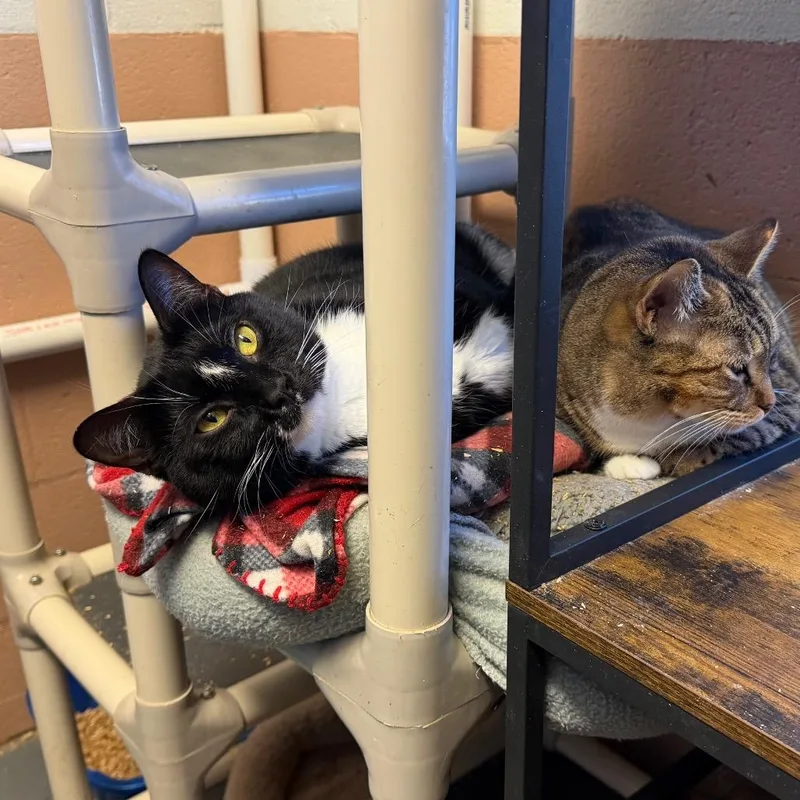 Peekachoo thumbnail 4