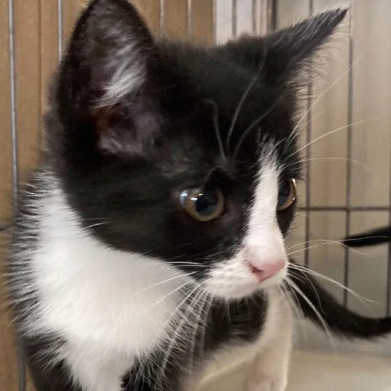 A baby small-sized female Black Domestic Medium Hair cat named Myra for adoption in Marion, IL