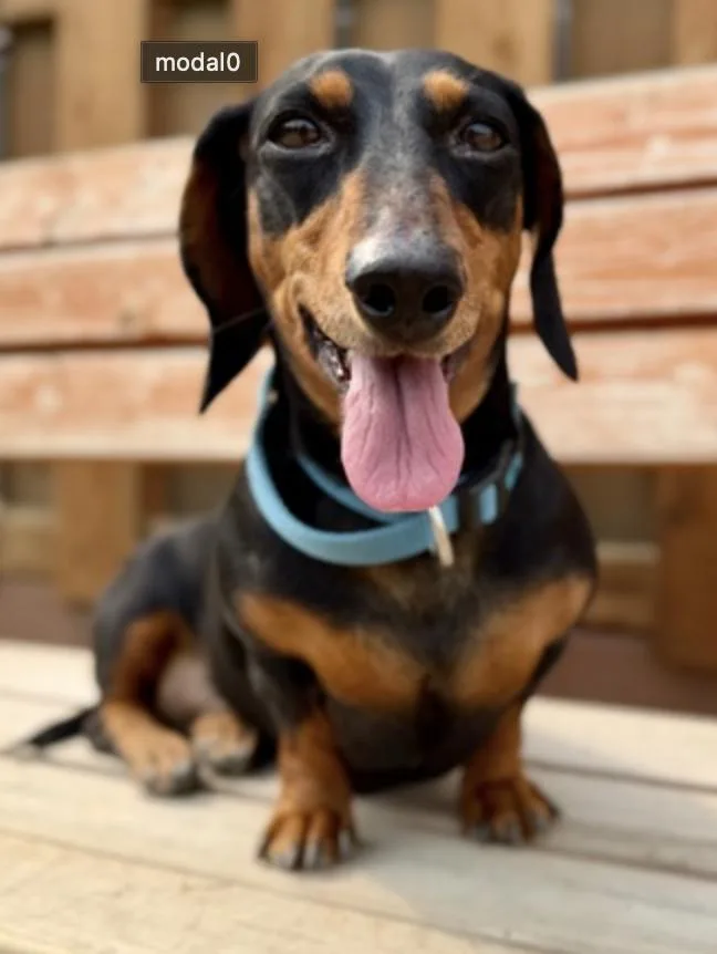 An adult small-sized female Black Dachshund dog named Sassy for adoption in Buena Vista, CO