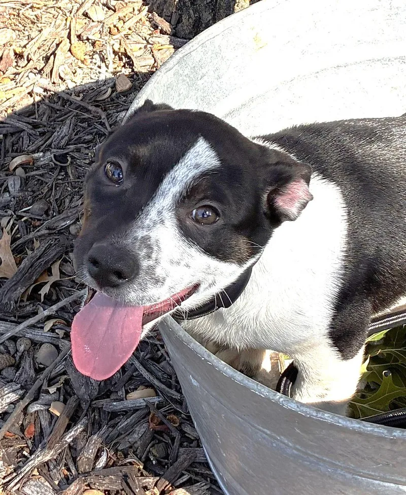 A baby medium-sized male Pembroke Welsh Corgi dog named Frank for adoption in fort worth, TX
