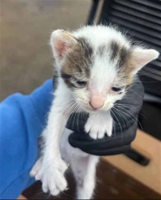A baby medium-sized male Domestic Short Hair cat named Tony for adoption in Dallas, TX