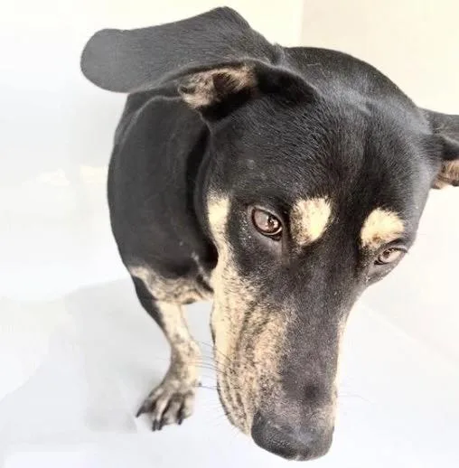 An adult large-sized male Belgian Shepherd / Malinois dog named A for adoption in Houston, TX