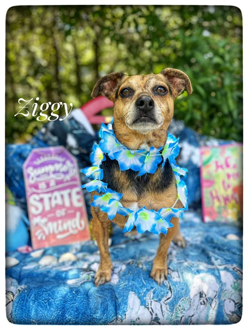 Ziggy