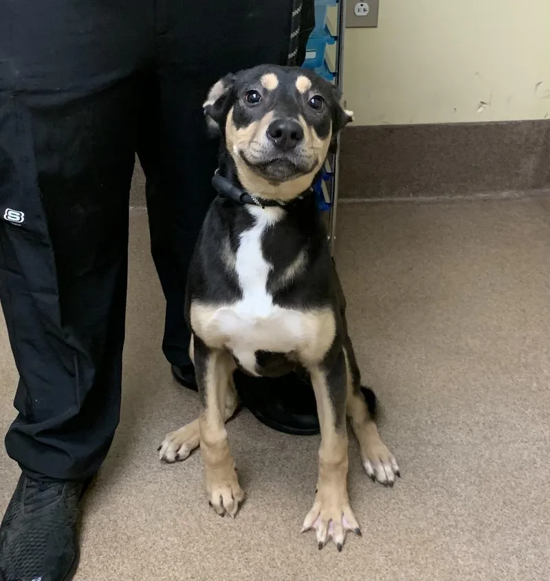 A baby medium-sized female Mixed Breed dog named Thelma for adoption in Florence, SC